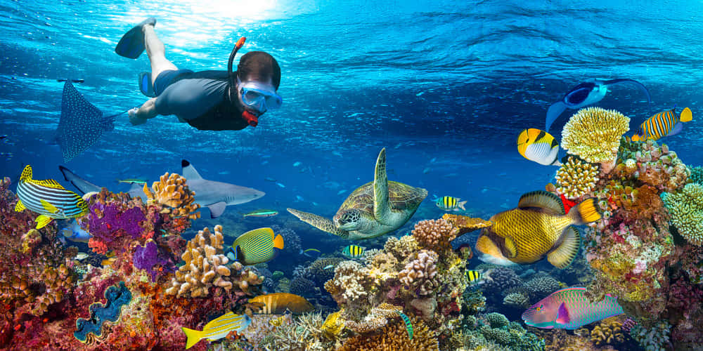 Thrilling Snorkeling Activity in Sanur Beach