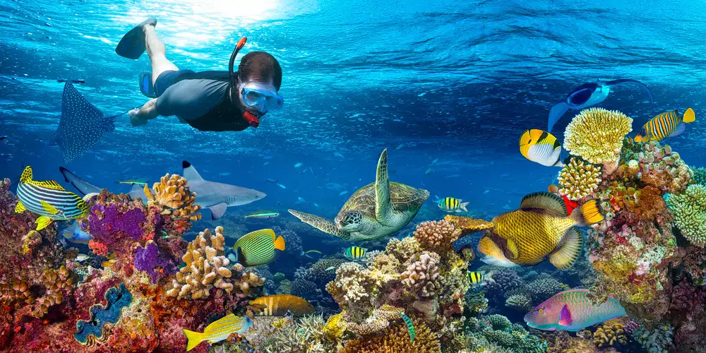 Thrilling Snorkeling Activity in Sanur Beach
