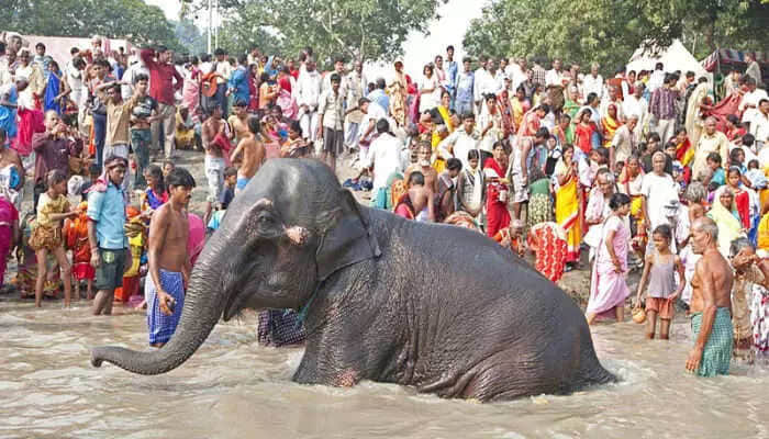 Sonepur Fair