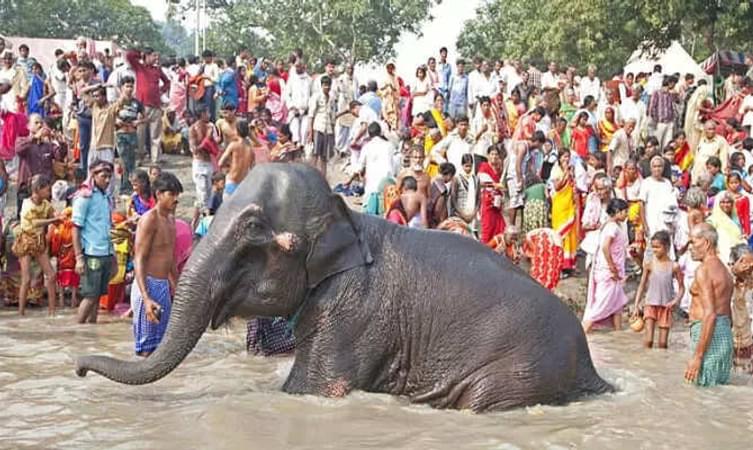 Sonepur Fair