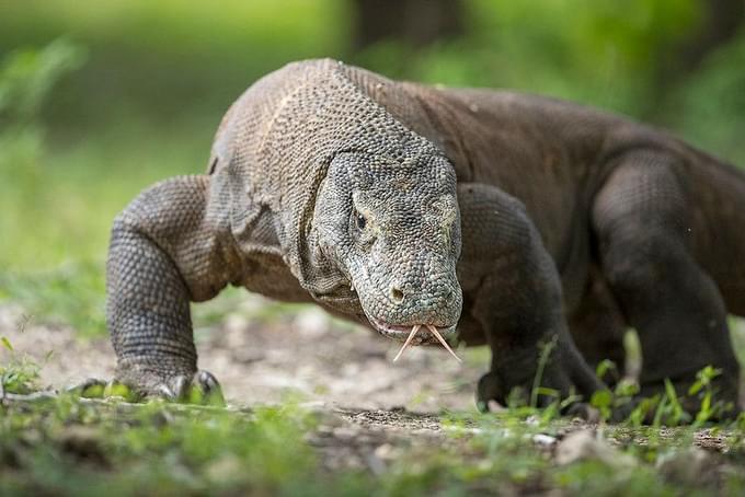 The Komodo Dragon Experience