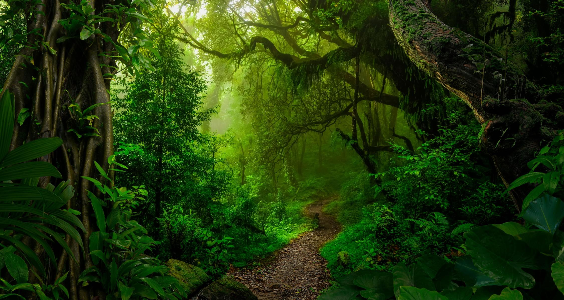 Rainforest KidzWorld