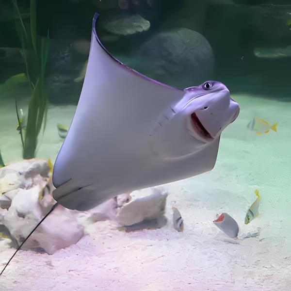 Meet the amazing cownose ray in the depths of the Sea Life Hannover