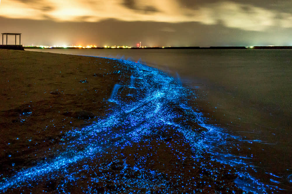 Maldives Glowing Beach