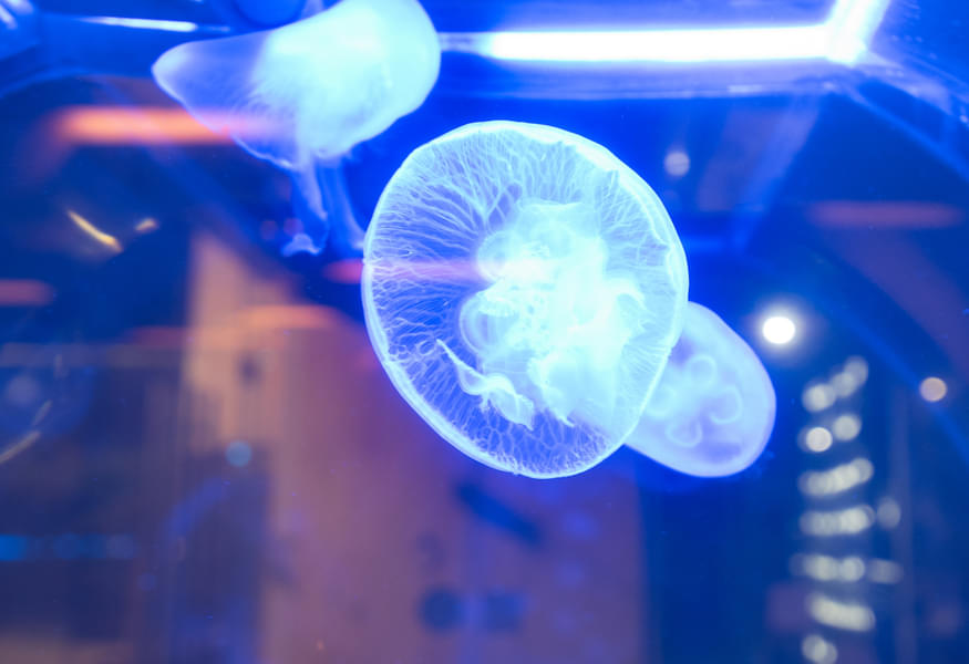 See the beauty of the jelly fishes