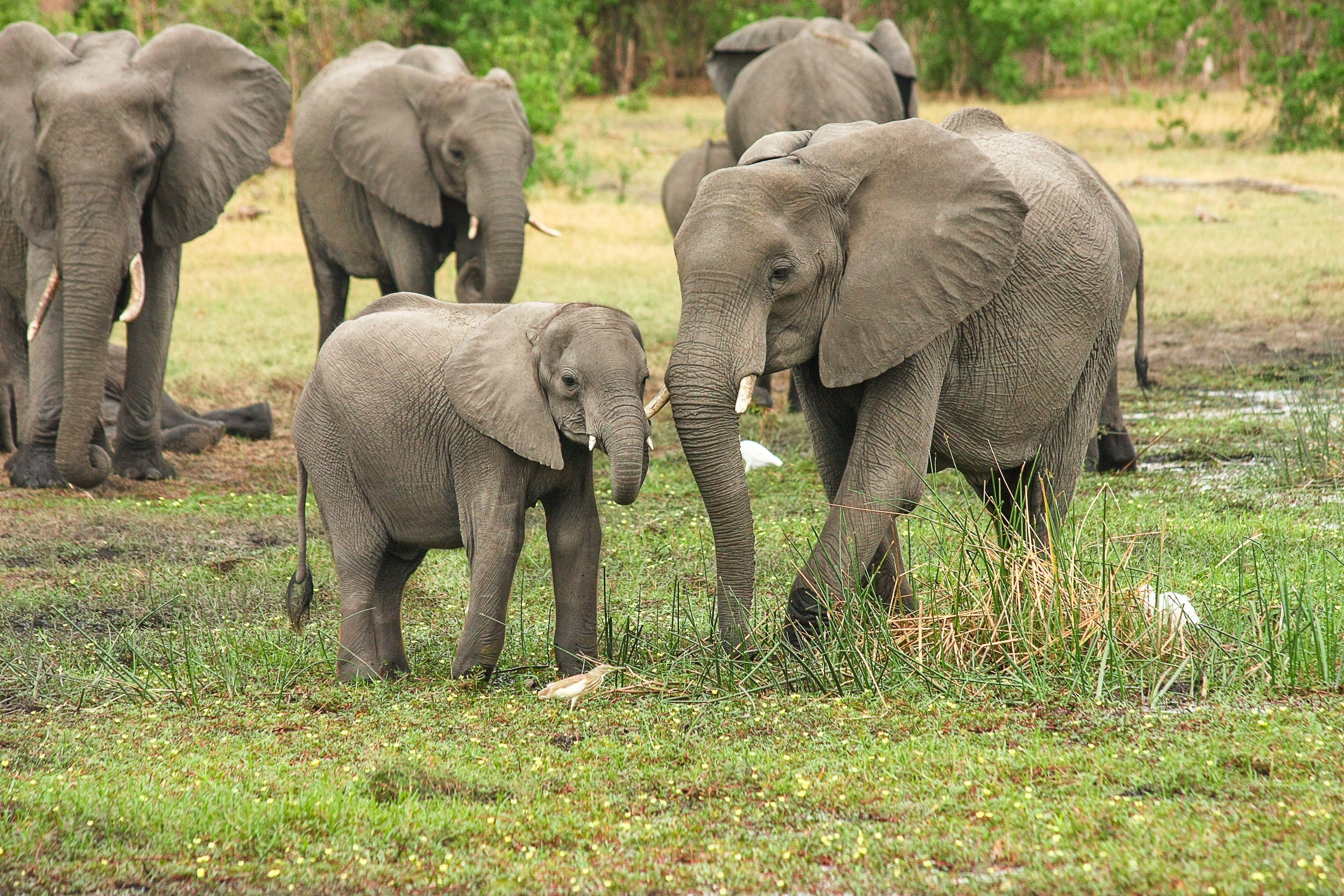 Addo Elephant National Park