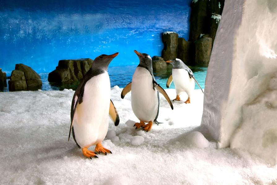 Have fun watching the adorable sea penguins