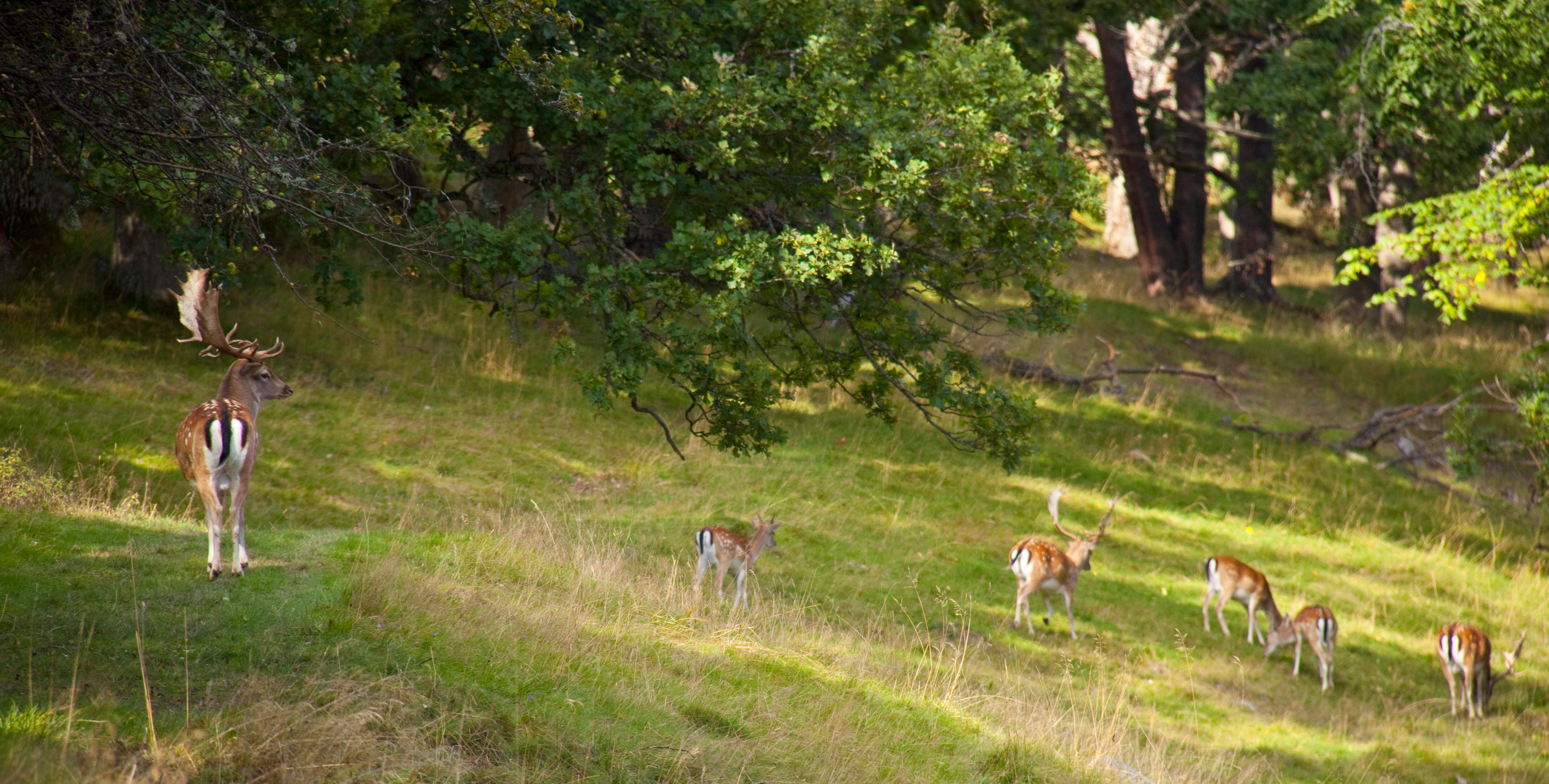 Check out the deer in the deer field