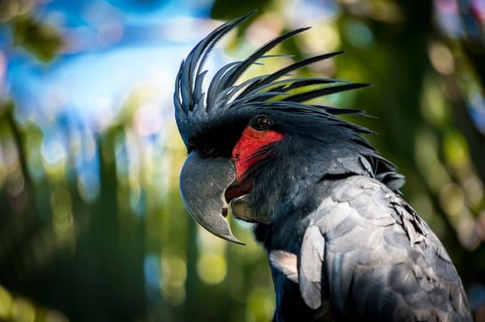 Exotic Species at Bali Bird Park