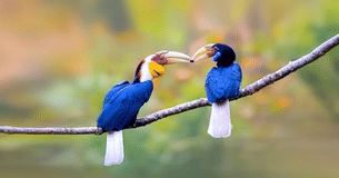 R7pkgwhid1vkwdrgnf1ip2648n9d kaziranga national park assam wreathed hornbill