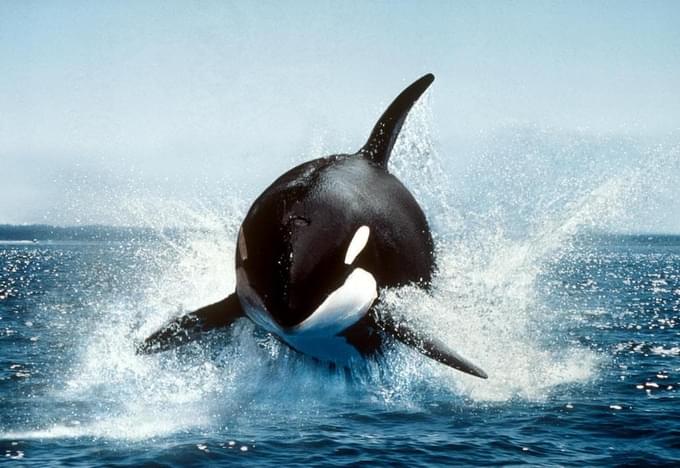 Orcas