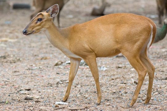 Spot Rare Birds and Forest Creatures