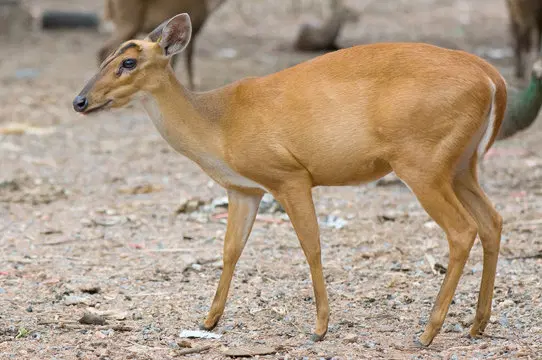 Spot Rare Birds and Forest Creatures