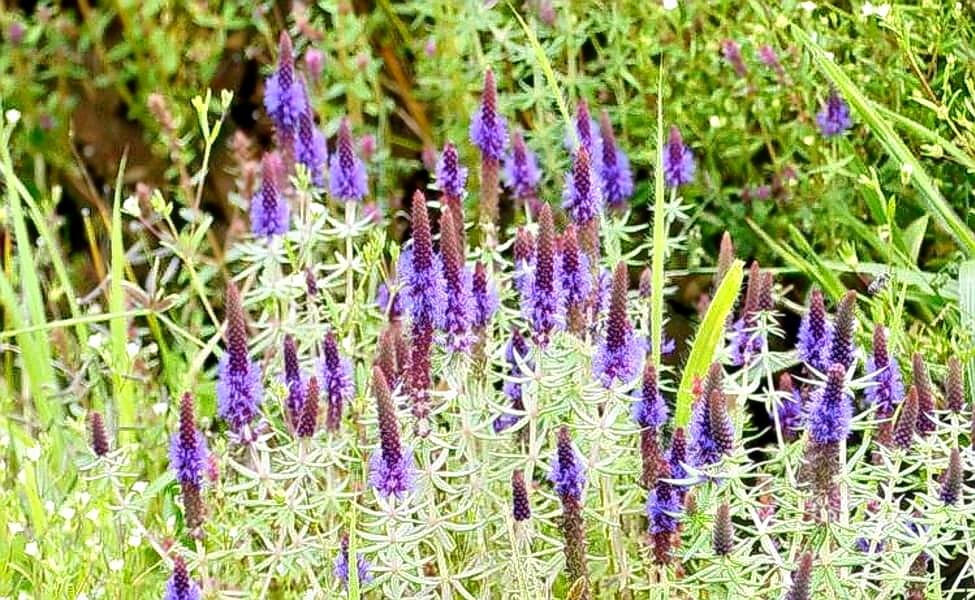 Kaas Plateau Tour from Pune Image