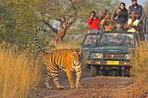 Book a Safari in Sariska & spot a tiger right in front of your jeep
