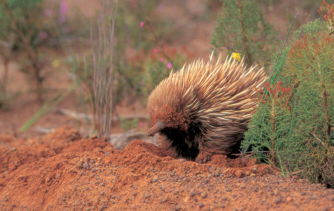  Featherdale Wildlife Park