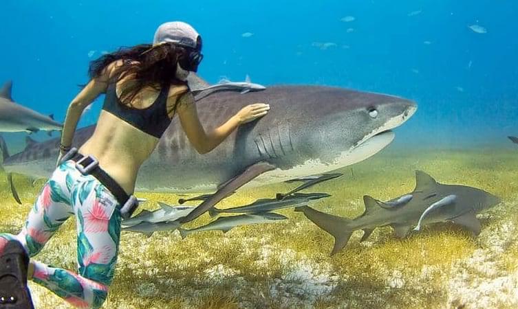 Shark Encounter