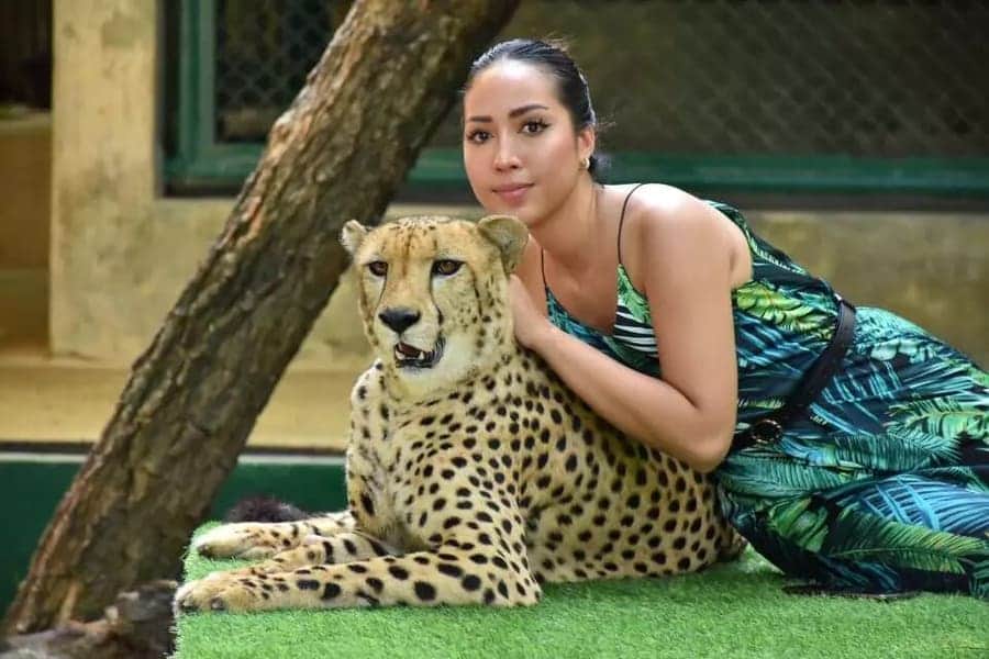 Cheetah Encounter