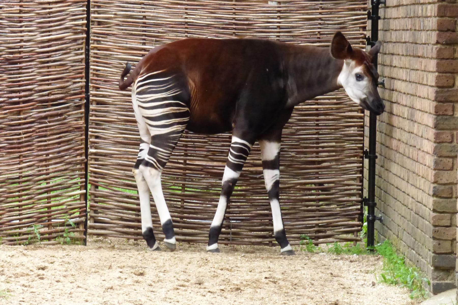 Behind the Scenes: Okapi