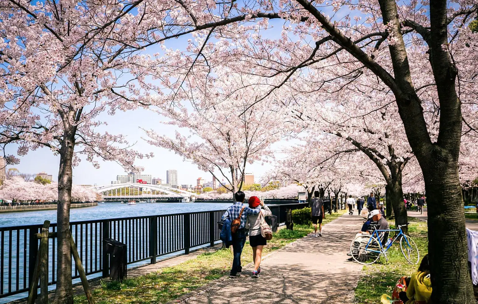 Japan Odyssey | Cityscape to Scenic Escape