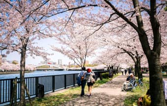 Celebrate love amidst Japan’s blooming sakura