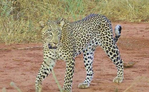 Tsavo National Park