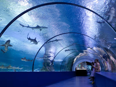 Wander through the world's longest aquarium tunnel