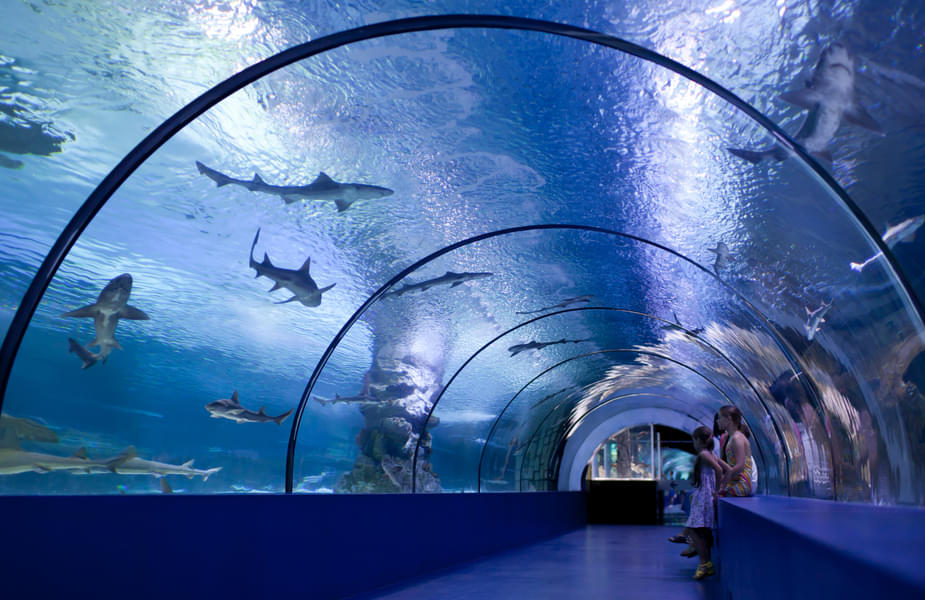 Wander through the world's longest aquarium tunnel