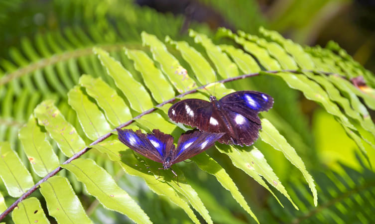 Australian Butterfly Sanctuary