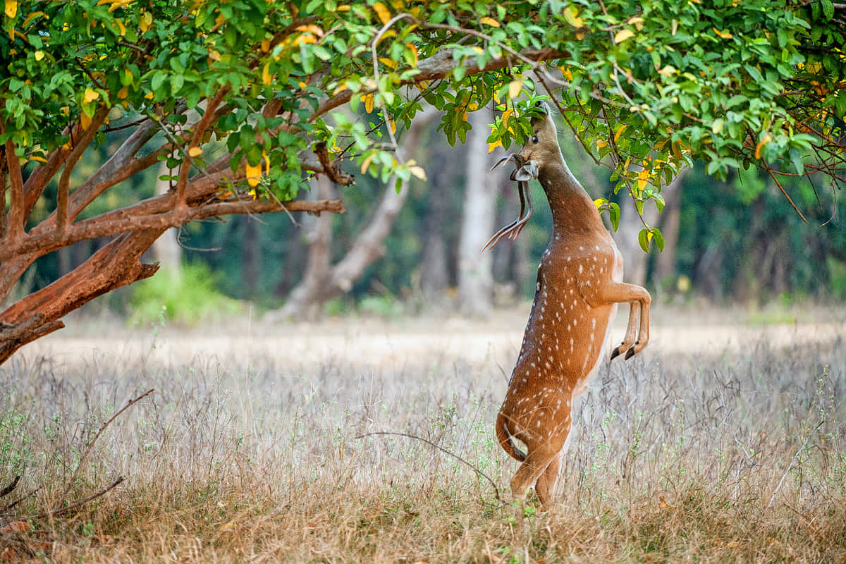 Deer Park, <em>Gandhinagar</em>