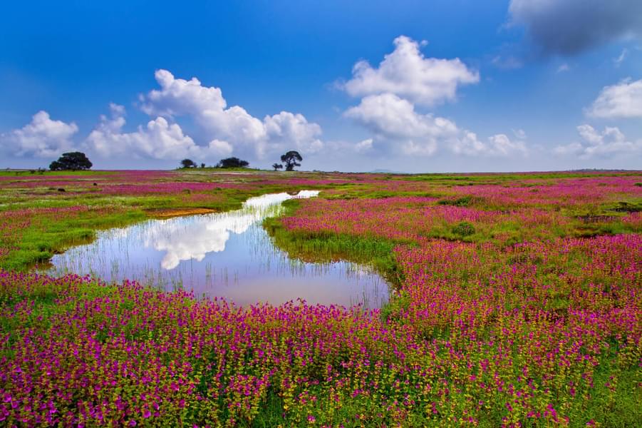 Kaas Plateau Tour from Pune Image