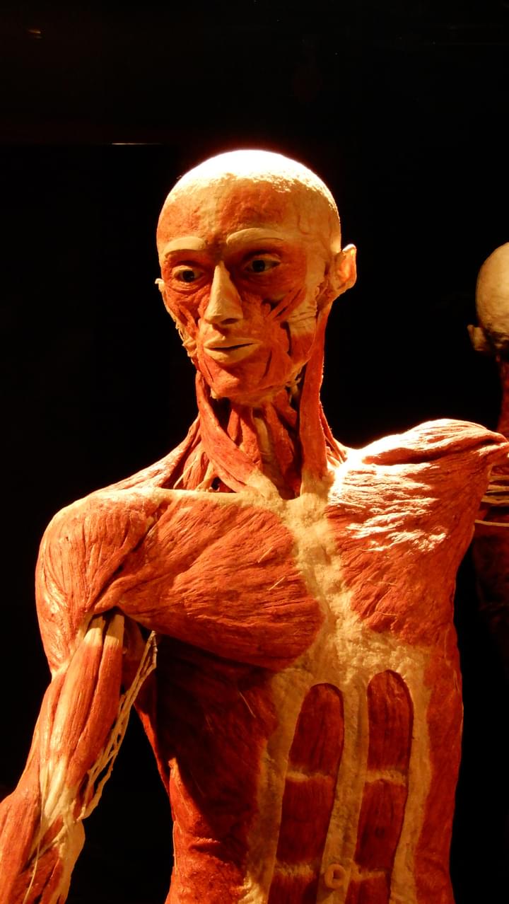 Human Bodies Exhibition