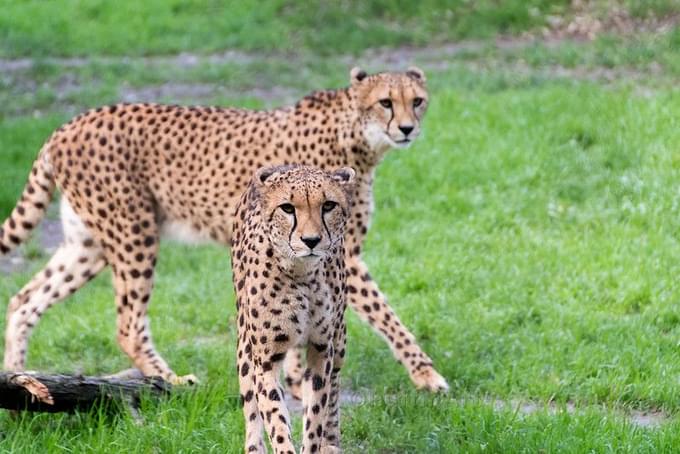 Cheetah in Lisbon Zoo