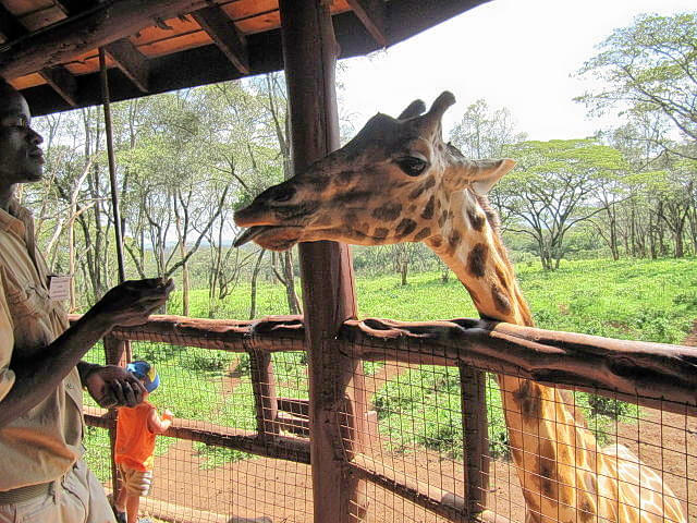 Giraffe Centre Overview
