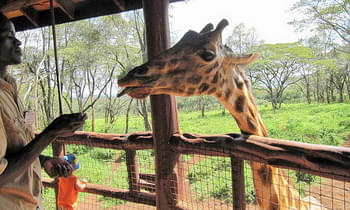 Rfhvt2mjky6gn8il66wdxtzi1n5h 1481609134 640px giraffe centre worker feeding giraffe