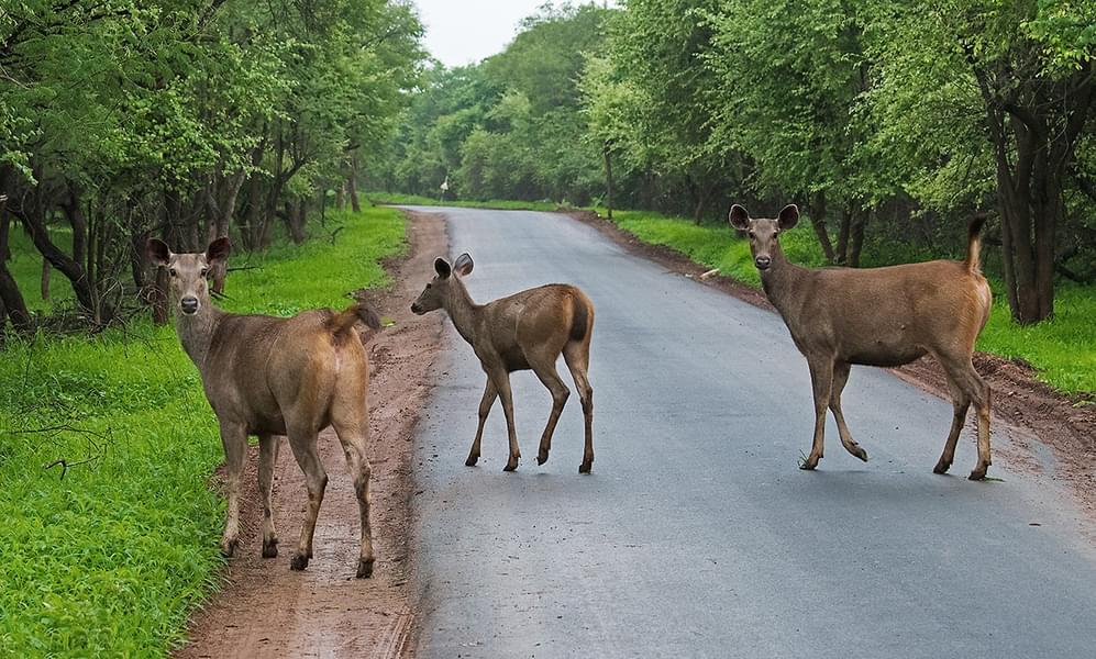 Devalia Park Safari Image