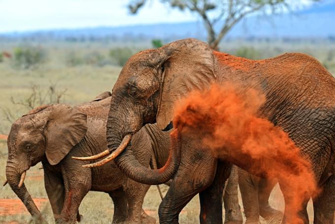 Tsavo East National Park