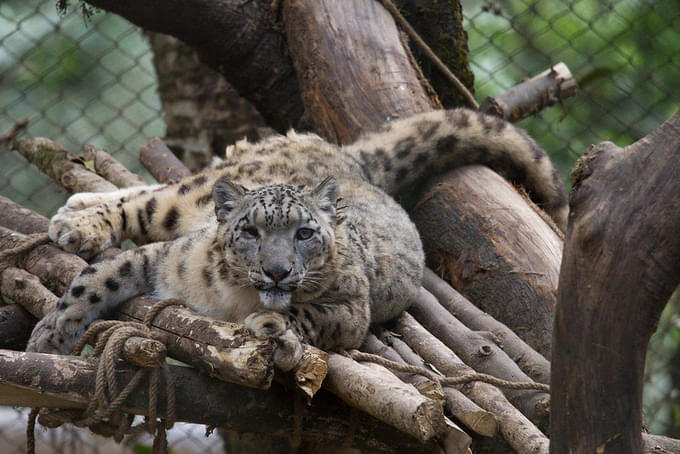Himalayan Zoological Park