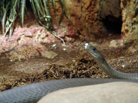 Rgerctj2tc531qxljvzfguy531i3 1481609163 black mamba 01