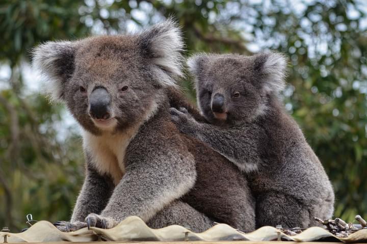 Ballarat Wildlife Park Animals