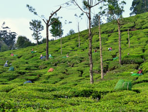 Full Day Tour In Munnar