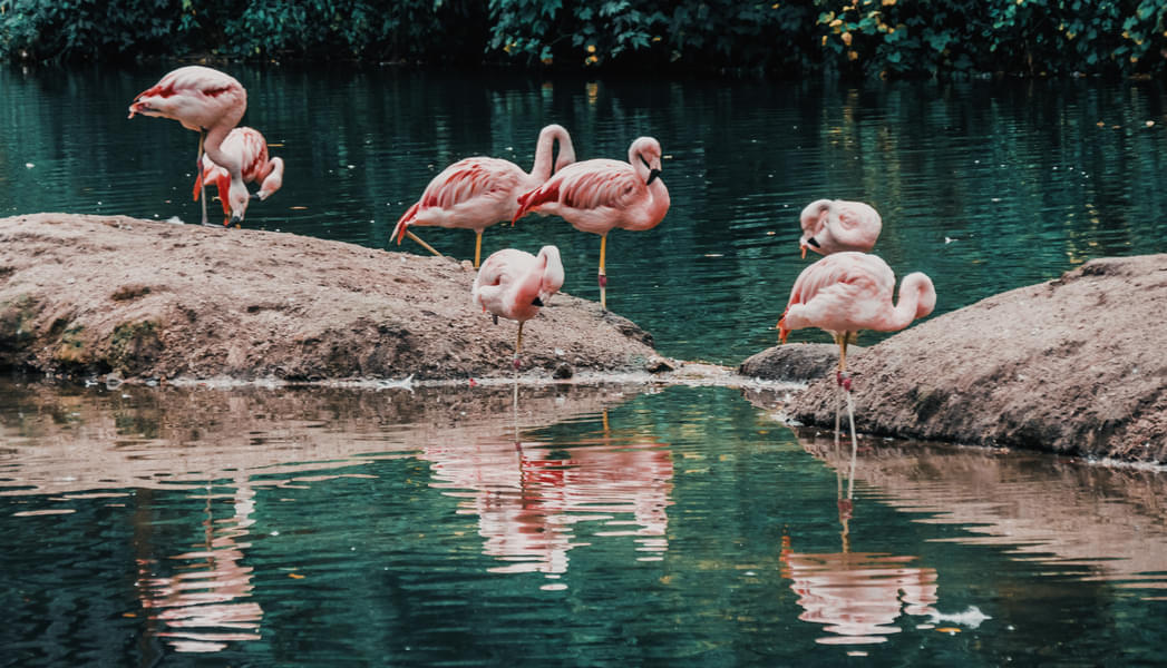 Look at the beautiful pink Flamingos