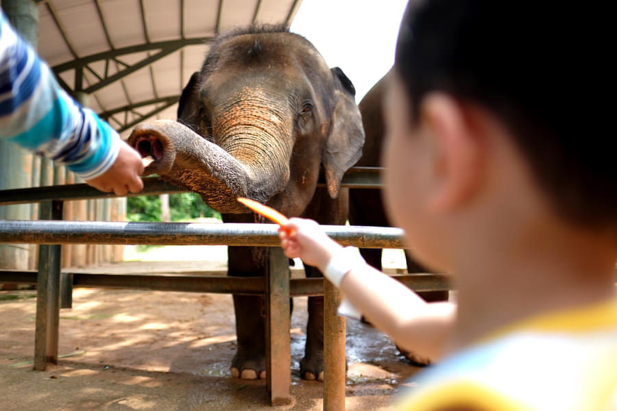 Feed the mighty elephants at the elephant feeding session