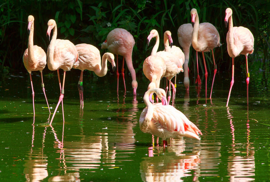 See pink Flamingos in their aquatic surroundings at the ZSL