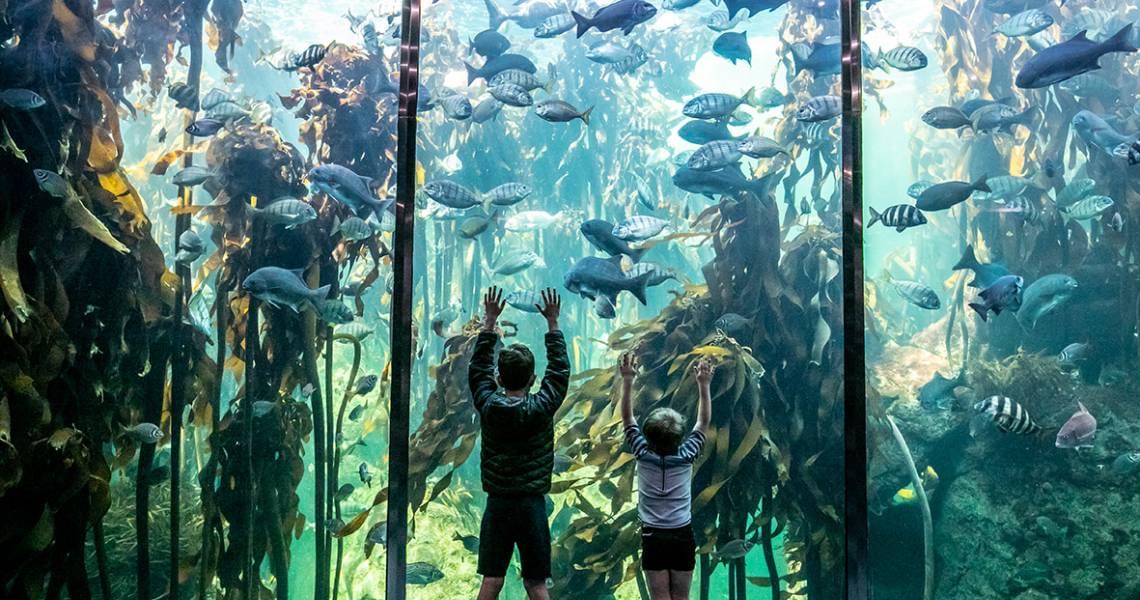 Kelp Forest Exhibit