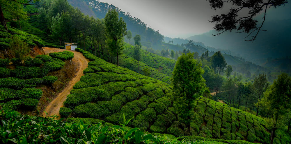 Munnar Package From Thrissur Image