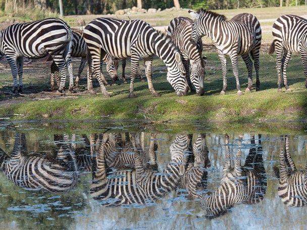 Zebras in Burgers Zoo