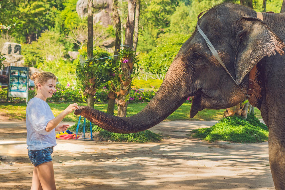 Explore the Pinnawala Elephant Orphanage