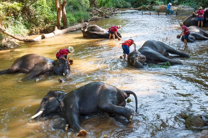 Elephant Sanctuaries in Chiang Mai