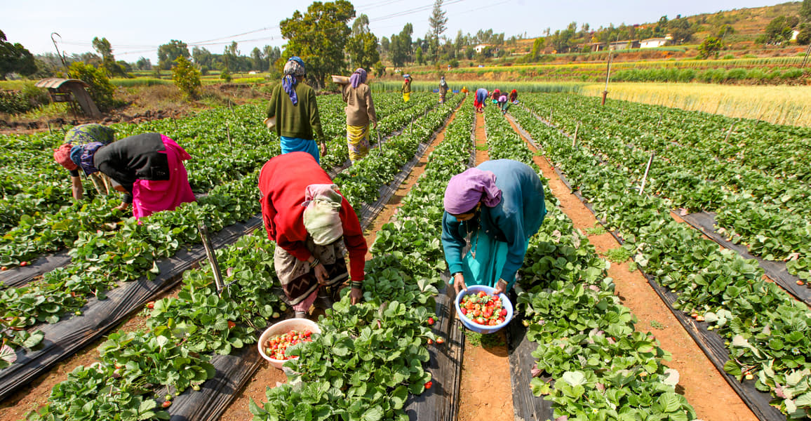 Lonavala Mahabaleshwar Tour Package Image